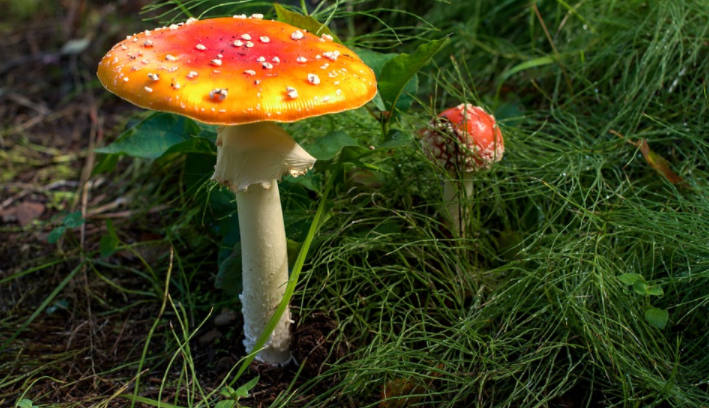 What to Know About Magic Mushroom