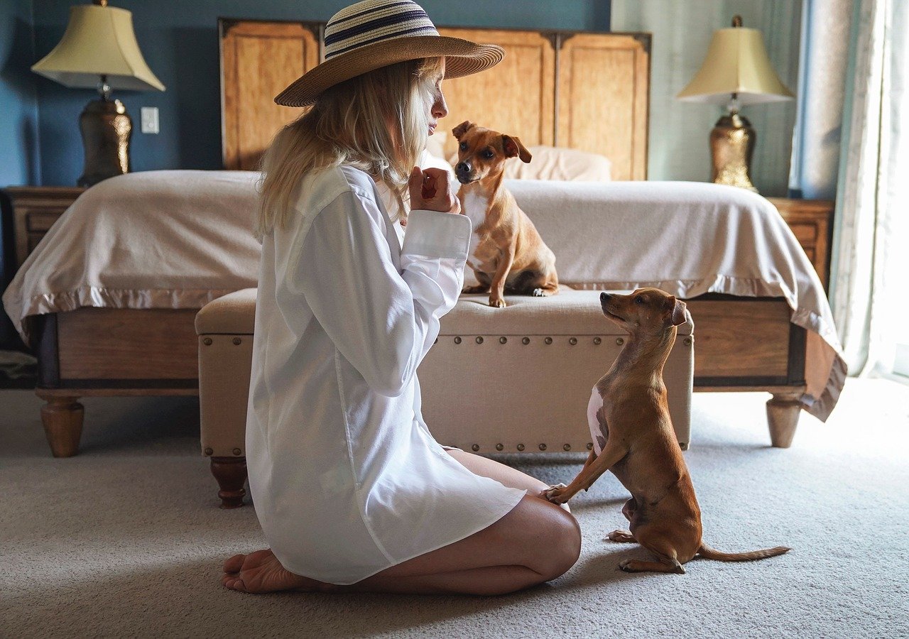Important Dog Commands: The Comprehensive Guide
